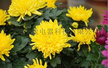 金丝皇菊烘干机 &#160;菊花烘干机 &#160;干燥设备 &#160;厂家直销全国招商